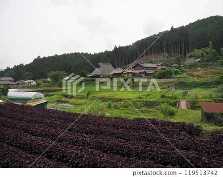 即將收穫的紫蘇田「日式形象」(京都) 即將收穫的紫蘇田「日式形象」(京都) 119513742