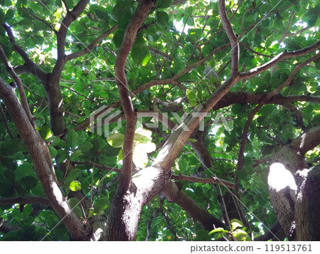 Forest Okinawa Nakadomari Ruins 16 119513761