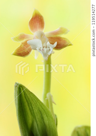 小埃賓蘭花，只有一朵小花，明亮的背景 119514277
