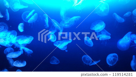 水中漂浮的許多水母照片素材 水中漂浮的許多水母照片素材 119514281