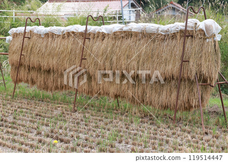 After harvesting After harvesting 119514447