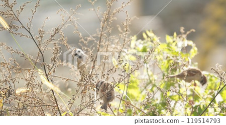 秋天，麻雀在吸食草籽 119514793