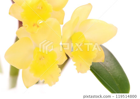迷你卡特蘭黃花明亮背景仙境波波 119514800