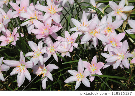 Saffron Moddoki Saffron Moddoki 119515127