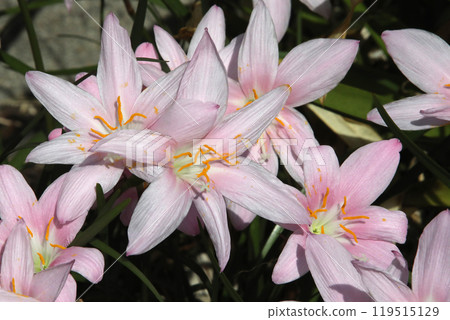 Saffron Moddoki Saffron Moddoki 119515129