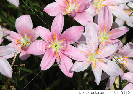 Saffron Moddoki 119515130