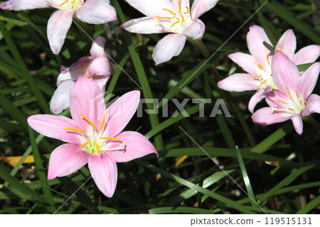 Saffron Moddoki Saffron Moddoki 119515131