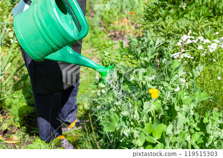 Watering Green Plants with a Watering Can on a Garden Plot 119515303