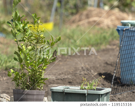 A swallowtail butterfly resting on a potted plant 119515316