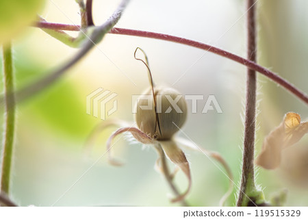 Morning glory seeds grow 119515329