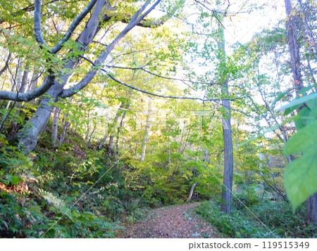 A forest path surrounded by trees 119515349