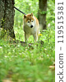 Walk with Shiba Inu 119515381