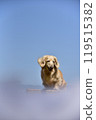 Miniature dachshund and blue sky 119515382