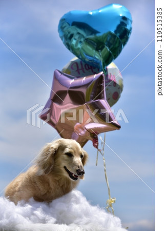 Dax and balloon 119515385