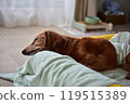 Sleeping Dachshund 119515389
