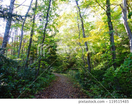 A forest path surrounded by trees A forest path surrounded by trees 119515485