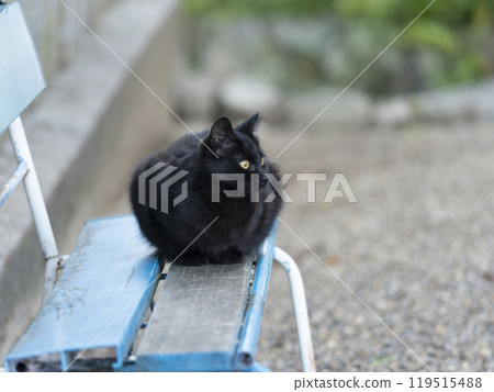 黑貓坐在長凳上 119515488