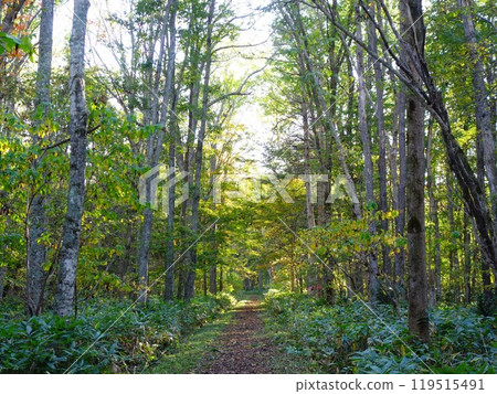 A forest path surrounded by trees A forest path surrounded by trees 119515491