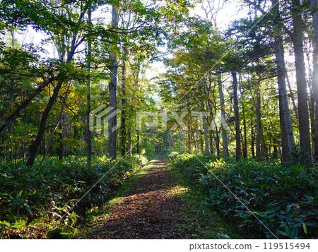 A forest path surrounded by trees A forest path surrounded by trees 119515494