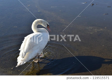 Swans at Ushiku Numa Waterfront Park, Ibaraki Swans at Ushiku Numa Waterfront Park, Ibaraki 119515571