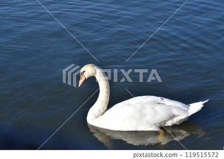 Mute swans at Ushiku Numa Waterfront Park on a sunny day, Ibaraki 119515572