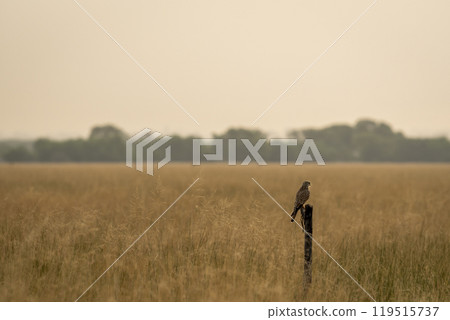 Common kestrel or european kestrel or Falco tinnunculus bird perched on branch during winter migration in grassland landscape of tal chhapar blackbuck sanctuary churu rajasthan india asia 119515737