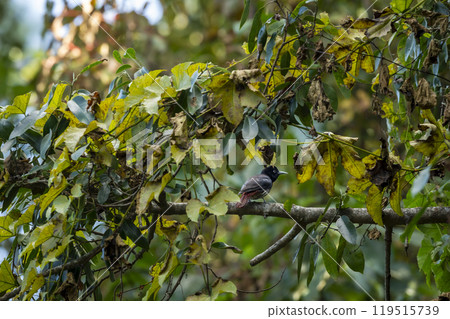 maroon oriole or oriolus traillii bird closeup perched in winter season natural green at dhikala zone jim corbett national park forest tiger reserve in foothills of himalaya uttarakhand india asia 119515739