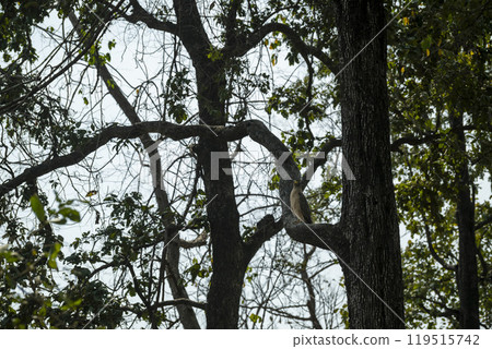 Crested Serpent Eagle or Spilornis cheela perched high on tree in safari at dhikala zone of jim corbett national park forest tiger reserve uttarakhand india asia Crested Serpent Eagle or Spilornis cheela perched high on tree in safari at dhikala zone of jim corbett national park forest tiger reserve uttarakhand india asia 119515742