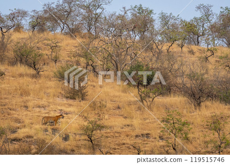 wild male bengal tiger or panthera tigris patrol his kingdom territory in winter morning on hill or mountain in natural scenic biodiversity landscape of ranthambore national park forest reserve india 119515746