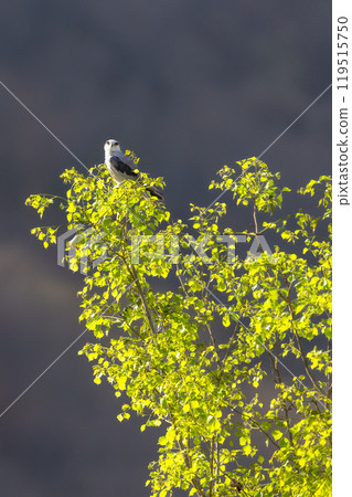 black winged shouldered kite or elanus caeruleus bird a small raptor and hunter perched high on natural green leaves tree in scenic background during safari in winter migration at forest of india black winged shouldered kite or elanus caeruleus bird a small raptor and hunter perched high on natural green leaves tree in scenic background during safari in winter migration at forest of india 119515750