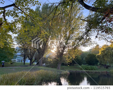 Autumn leaves and sunset in the evening 119515765