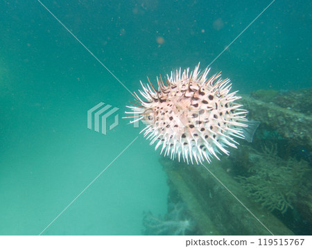 Inflated porcupine fish swimming on rocks in the ocean 119515767