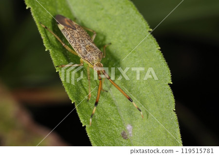 生物，昆蟲，日尾龜，片假名的學名看起來像“Pantilius tunicatus” 119515781