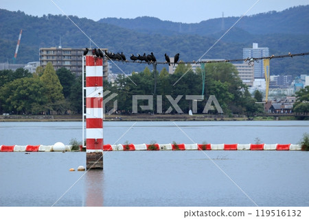 黑鳥成群結隊地聚集在琵琶湖賽艇場黏貼的電線上 黑鳥成群結隊地聚集在琵琶湖賽艇場黏貼的電線上 119516132