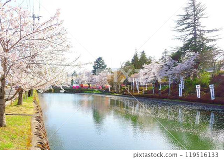 Cherry blossoms in full bloom, Hanaikada, Matsugasaki Park, Sakura, Yoshino cherry blossoms Cherry blossoms in full bloom, Hanaikada, Matsugasaki Park, Sakura, Yoshino cherry blossoms 119516133