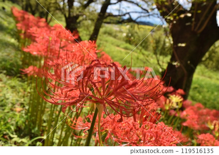埼玉縣櫻花堤公園的蜘蛛百合盛開 119516135