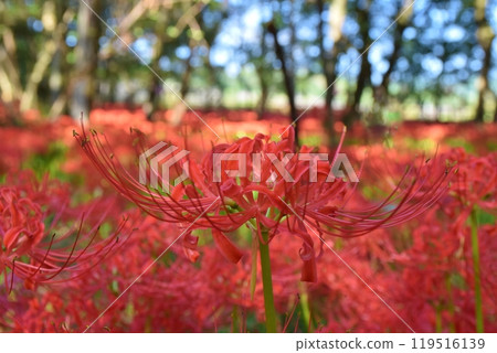 Full-blooming red spider lilies on a sunny morning in Kinchakuda, Saitama 119516139