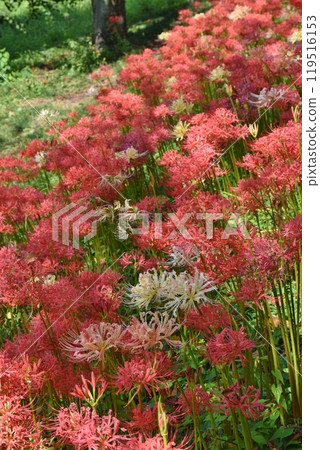 埼玉縣櫻花堤公園內色彩繽紛的孤挺花 埼玉縣櫻花堤公園內色彩繽紛的孤挺花 119516153