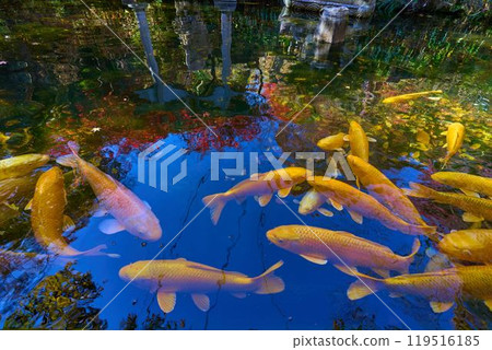 秋天的山梨縣甲府市昇仙峽索道千瀧站（山麓站）小金池裡的鯉魚 119516185