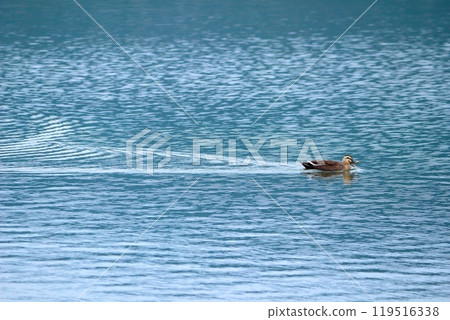 Birds swimming in Lake Biwa Birds swimming in Lake Biwa 119516338