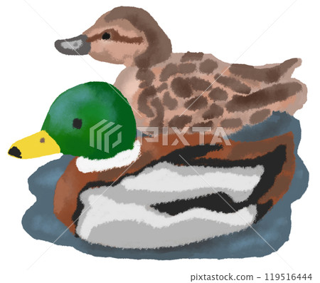 A pair of mallard ducks swimming in a pond A pair of mallard ducks swimming in a pond 119516444
