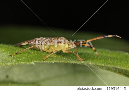 Living Things Insects The Heliotrope Turtle is said to live from Europe to northern China. There are few records of it in Japan? Living Things Insects The Heliotrope Turtle is said to live from Europe to northern China. There are few records of it in Japan? 119516445