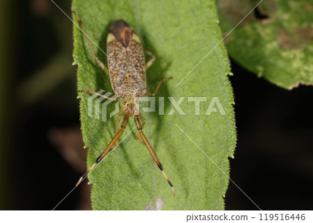 Living things, insects, the Heliotrope turtle, has it just shed its skin? Its body color should be a little more reddish and beautiful. Living things, insects, the Heliotrope turtle, has it just shed its skin? Its body color should be a little more reddish and beautiful. 119516446