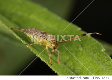 Living creatures, insects, Heliotrope bug, late October. A large Heliotrope bug, about one centimeter long, found in an alder forest in Chiba Prefecture. 119516447