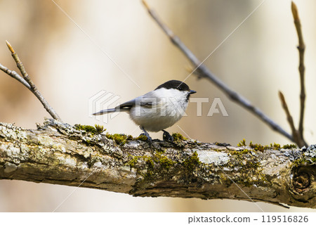 Willow tit Willow tit 119516826