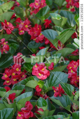 花卉景觀 花卉景觀 119516858