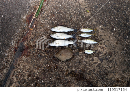 Pier fishing Sea bass, Japanese sea bass, horse mackerel, filefish, silver horse mackerel Pier fishing Sea bass, Japanese sea bass, horse mackerel, filefish, silver horse mackerel 119517164