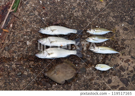 堤釣鱸魚鱸魚竹莢魚filefish鍍竹莢魚 119517165
