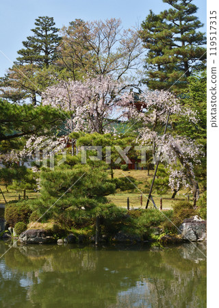 平安神宮的櫻花 119517315