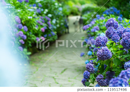下田紫陽花節 下田紫陽花節 119517496
